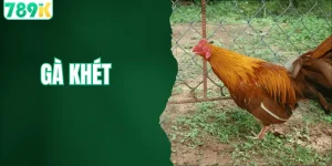 gà khét
